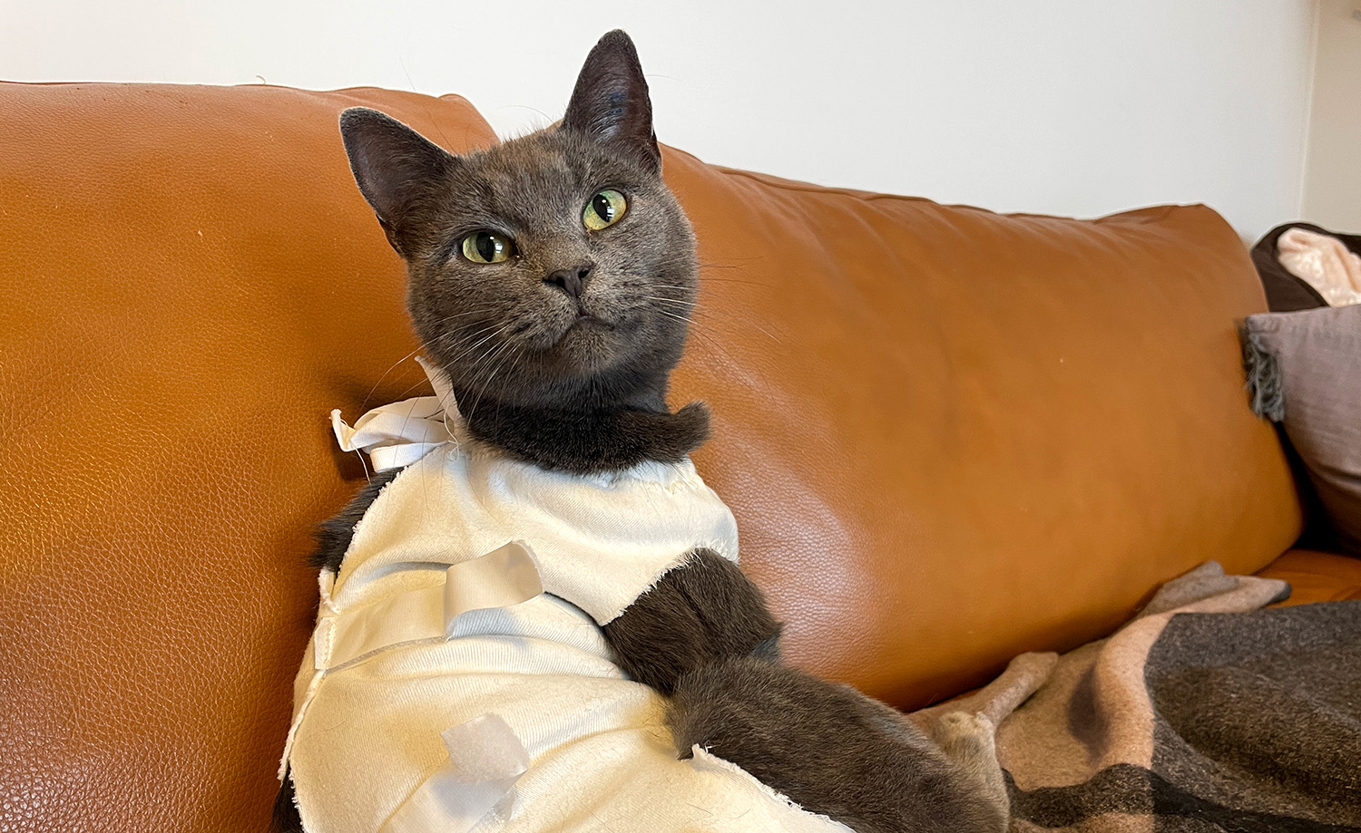 Bildet viser en gr&aring; katt som ligger i en brun skinnsofa. Katten er tatt h&aring;nd om av Dyrebeskyttelsen Norge Oslo og Akershus. 