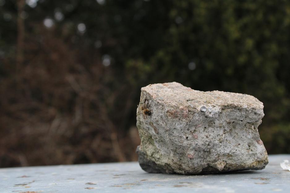 Honningbie p&aring; en stein