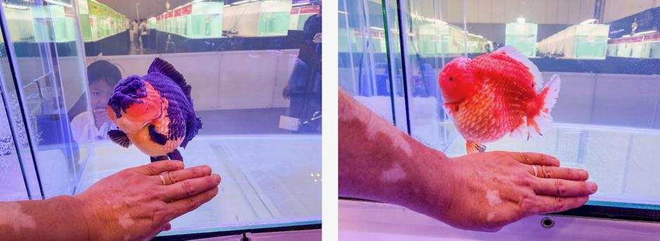 Gullfisker p&aring; 10 cm, sammenlignet med h&aring;nden til fotografen Svein Foss&aring;. De er store og breie.