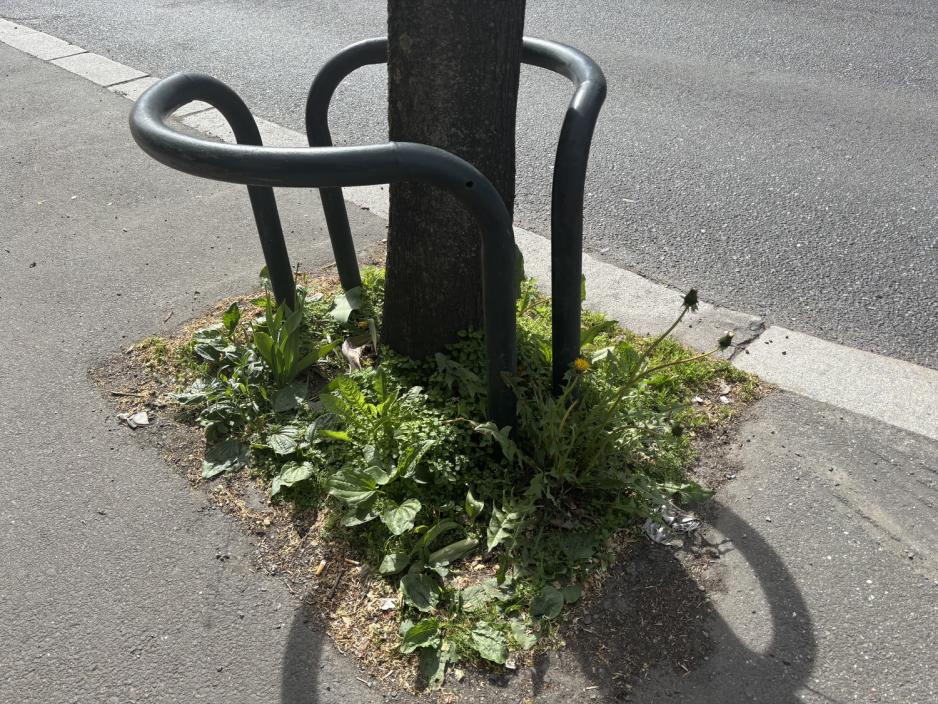Bedene under tr&aelig;rne i Schweigaards gate. 