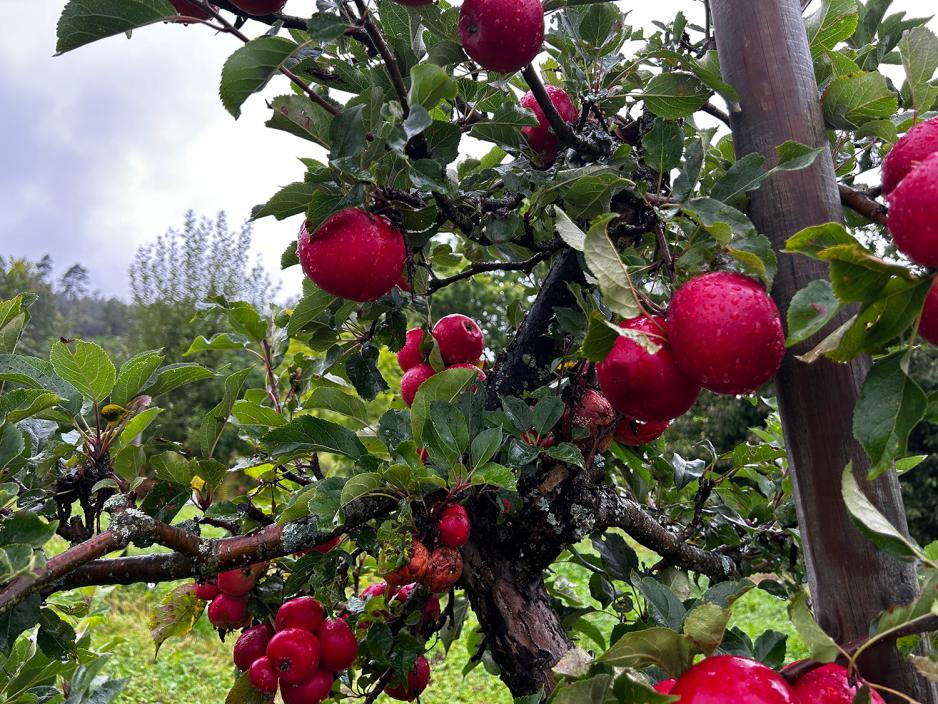 N&aelig;rbildet av et epletre med b&aring;de friske og r&aring;tne epler