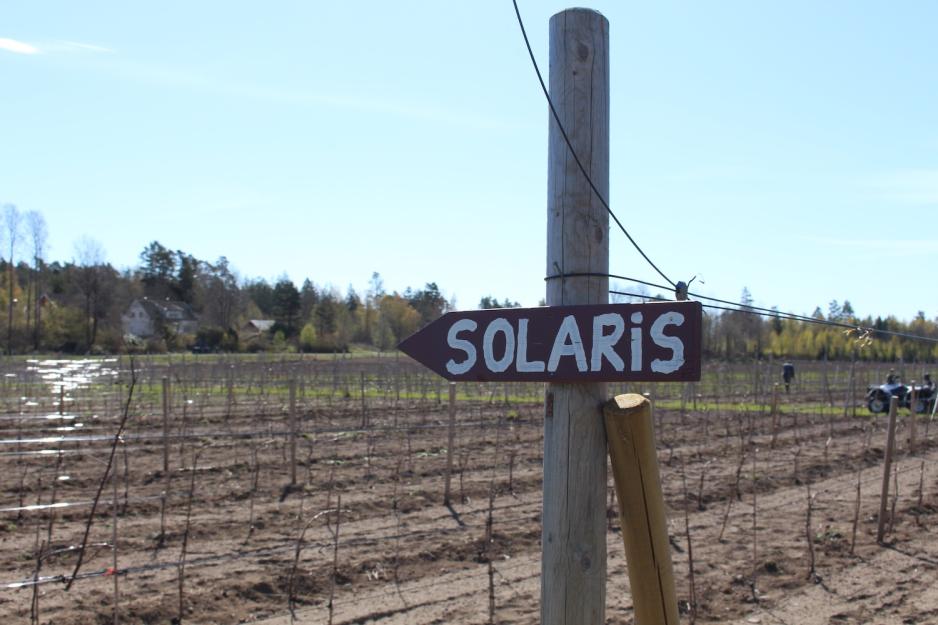 Borander dyrker druetypen Solaris på gården sin.