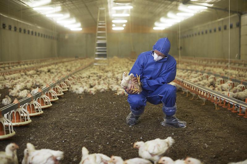 kyllinger i fj&oslash;s