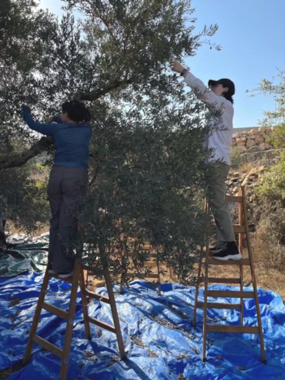 Elever st&aring;r p&aring; stiger og steller med oliventr&aelig;r.