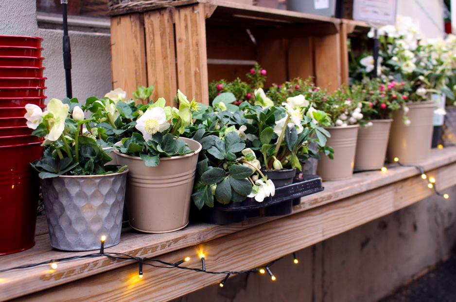 lyslenke p&aring; utsiden av plantasjen