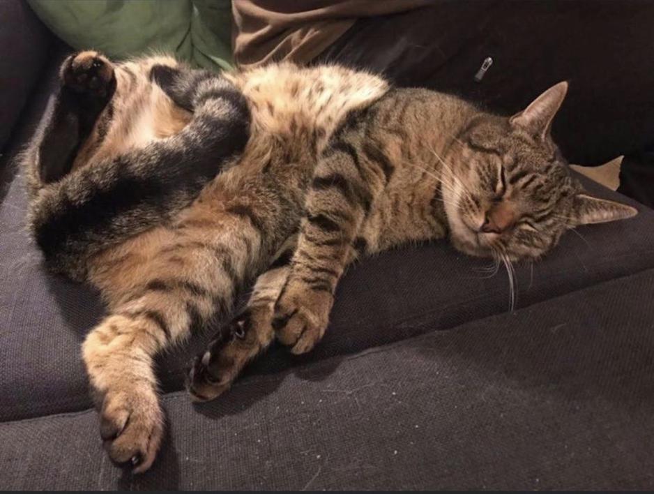 Katt p&aring; ryggen