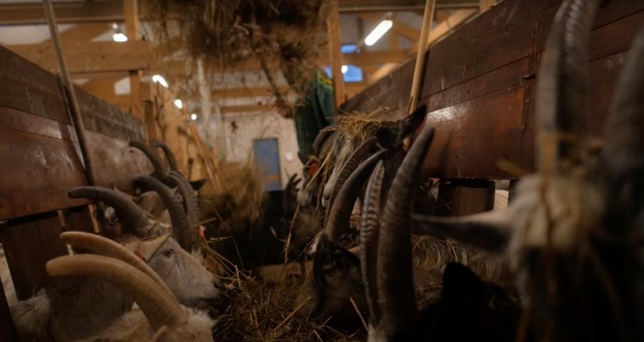 Geiter i et fj&oslash;s, hvor en bonde kaster h&oslash;y til dem.