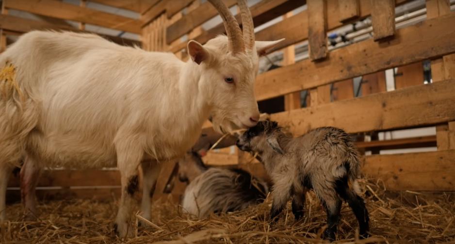 Ei geit som slikker og rengj&oslash;r en liten geitekilling.