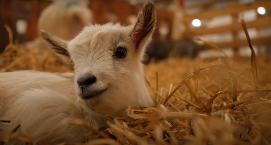 En geitekilling som ligger p&aring; en seng av h&oslash;y.