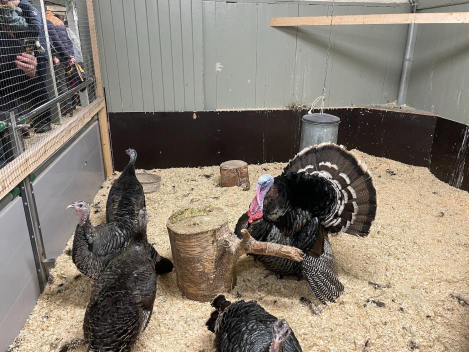 Bildet viser fem kalkuner i en binge i fj&oslash;set p&aring; Bogstad G&aring;rd. Hannkalkunen bruser med fj&aelig;rene sine for &aring; virke stor og skummel. 