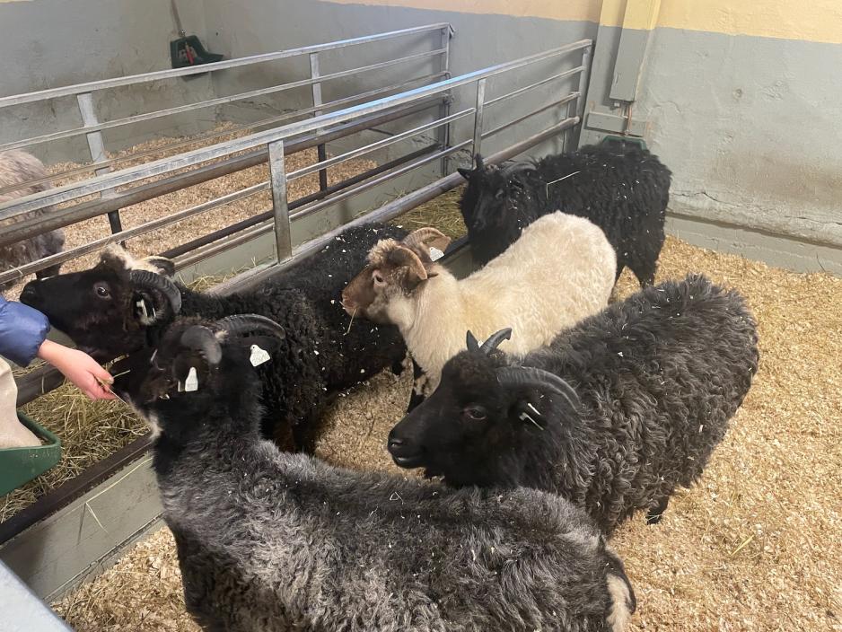 Bildet viser fire svarte og en brun sau inne i en binge i fj&oslash;set p&aring; Bogstad G&aring;rd. 