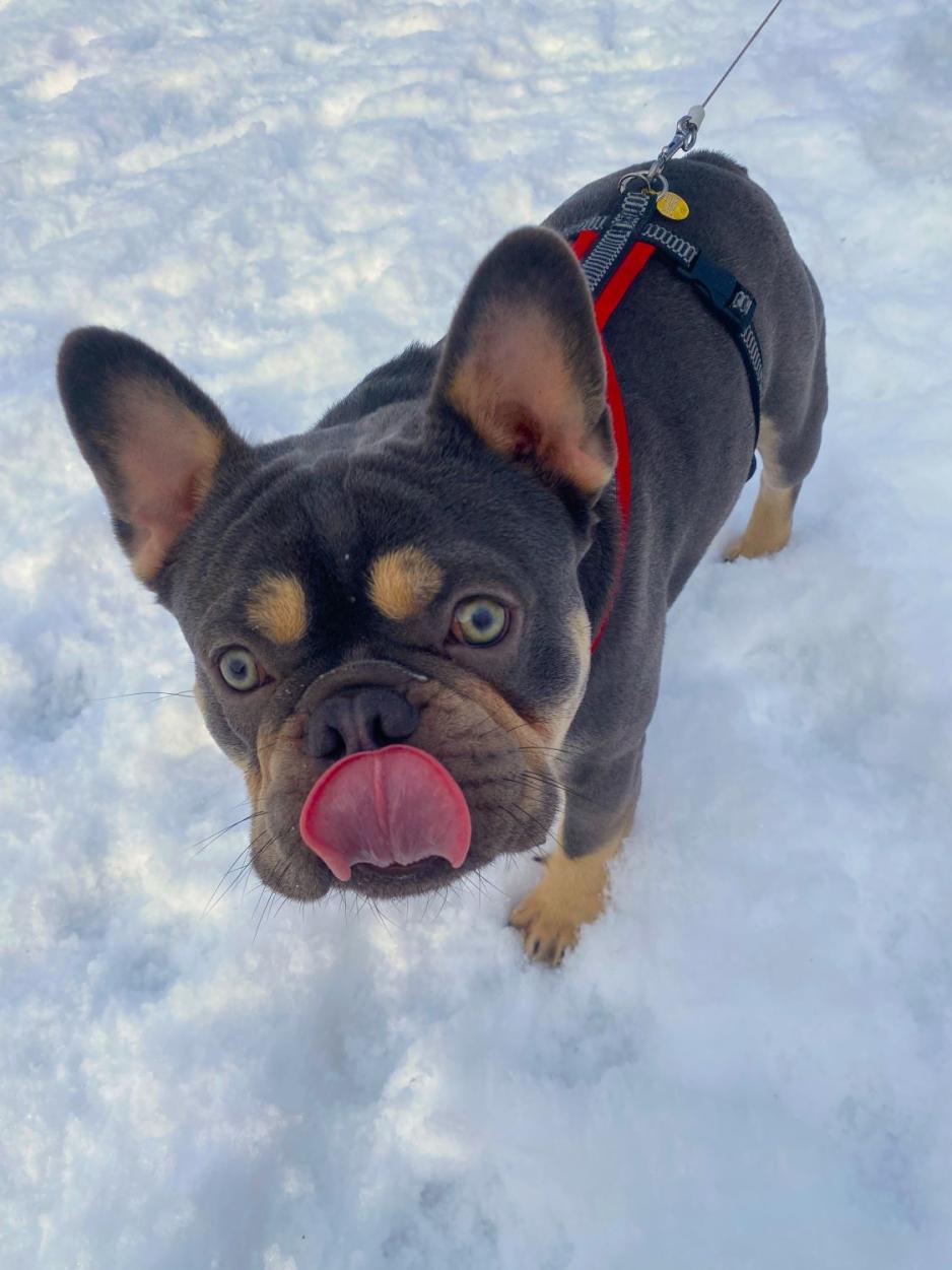 Hund utend&oslash;rs