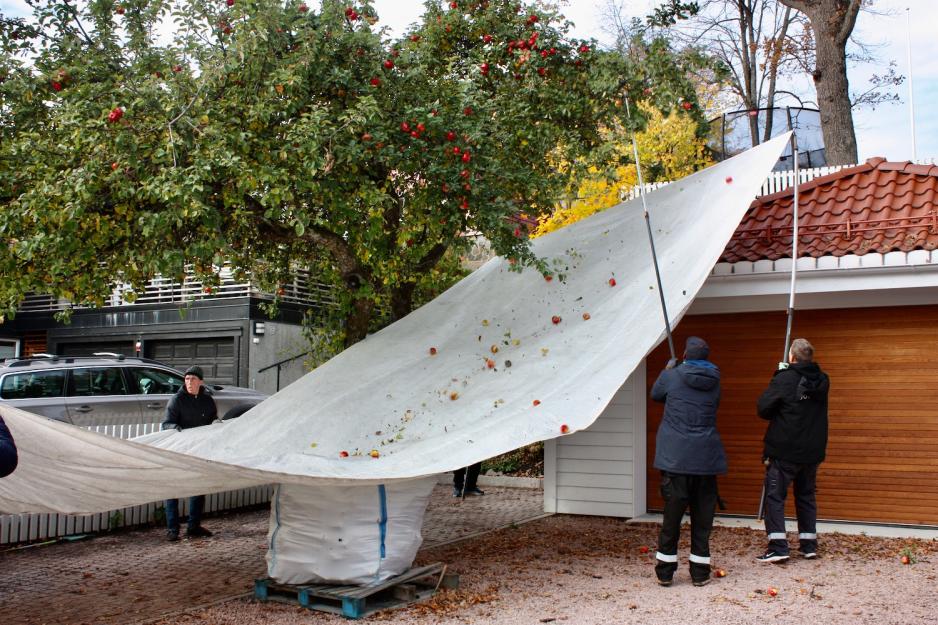 Bildet viser Epleslang-gjengen som holder en presenning under epletreet mens de bruker en krok for &aring; riste eplene av greinene. De bruker presenningen til &aring; fange de fallende eplene for &aring; sikre at de ikke detter p&aring; bakken og blir &oslash;delagte.