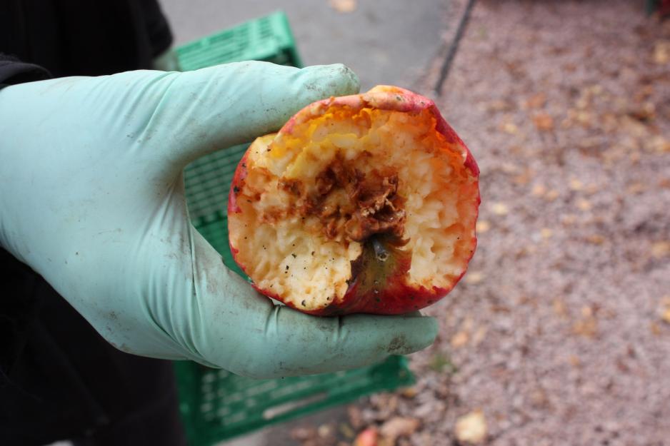 Bildet viser et eple som er halvspist. Man kan ikke se merker etter tenner, men heller sm&aring; hull inn i kj&oslash;ttet til frukten. Denne typen sm&aring; hull er karakteristiske for n&aring;r bier har v&aelig;rt og forsynt seg av frukten.