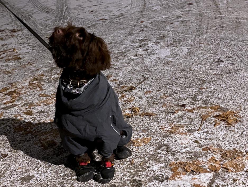 Hunden Billie p&aring; hundekurs