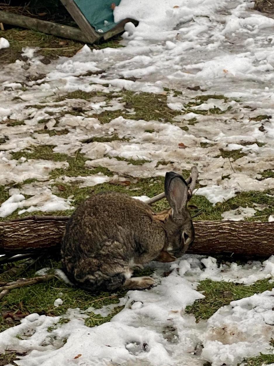 Kanin som vasker seg utend&oslash;rs