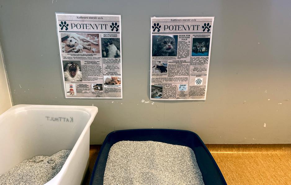Bildet viser en kattedo inntil en vegg med plakater p&aring;. Plakatene er "potenytt" til kattene. 