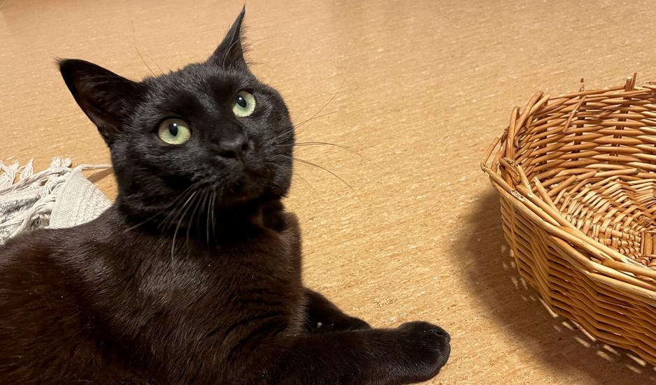 Bildet viser en svart katt med gr&oslash;nne &oslash;yne. Han bor p&aring; hjelpesenteret p&aring; Nordstrand. 