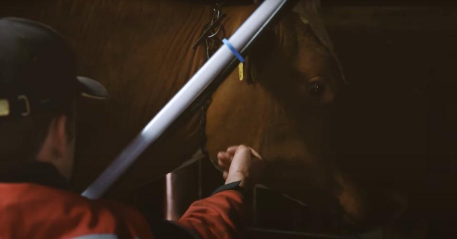 En ung gutt som klapper en ku p&aring; kinnet.