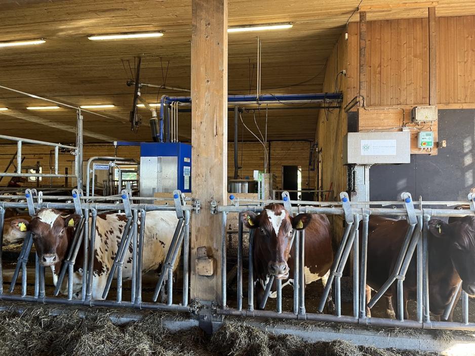 Kuer i kufj&oslash;s