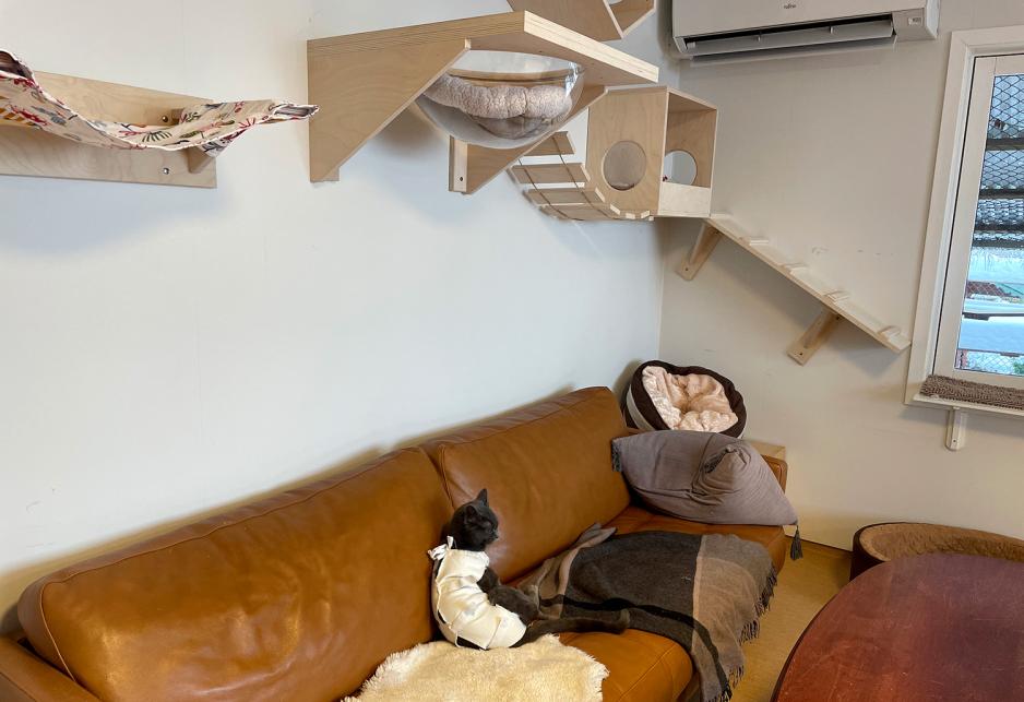 Bildet viser et oversiktsbilde av stuen p&aring; hjelpesenteret p&aring; Nordstrand. Katten har tilgang p&aring; store klatrestativer, blant annet. 