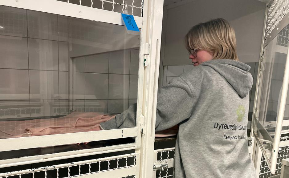 Bildet viser en frivillig ved hjelpesenteret for dyr i n&oslash;d p&aring; Nordstrand som rengj&oslash;r burene til nye katter. 