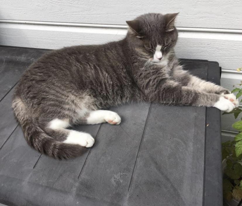 Katten Smyghild ligger langstrak p&aring; verandaen.