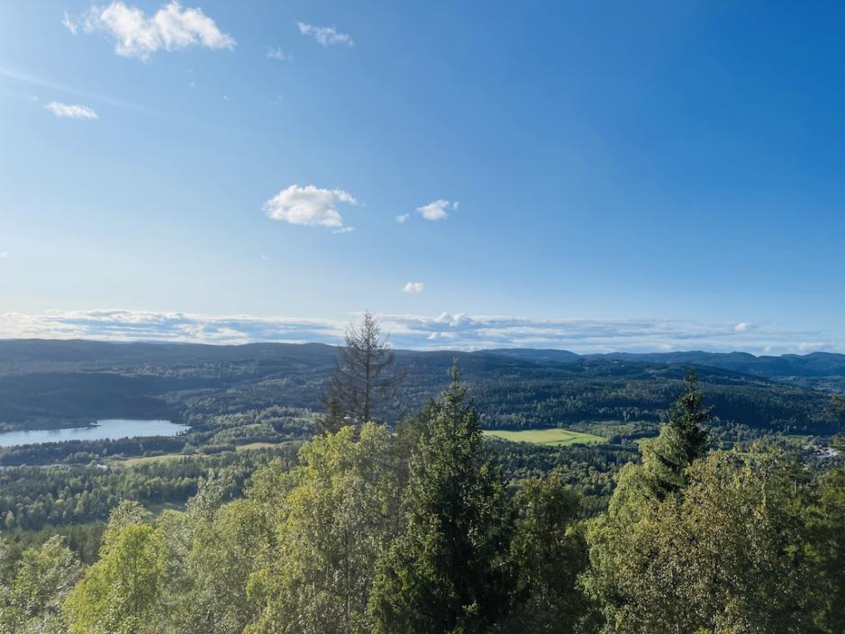 Utsikt over skog, sett fra T-banen. 