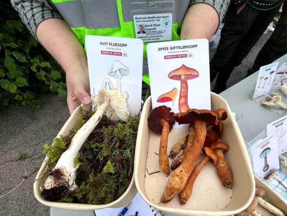 Hvit fluesopp og spiss giftsl&oslash;rsopp, to d&oslash;delige sopper.