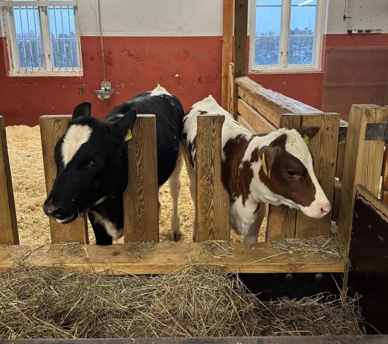 To kuer som spiser h&oslash;y