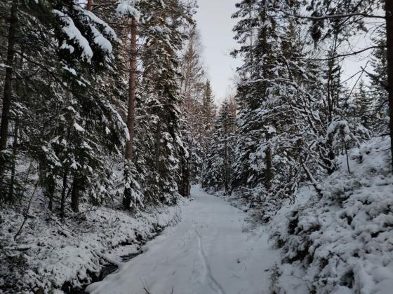 Dammydalen dekket i sn&oslash;