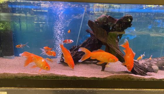 Bildet viser sm&aring; og store gullfisker i et akvarium. Det er stor forskjell p&aring; dem. De st&oslash;rste er kanskje rundt 10 cm