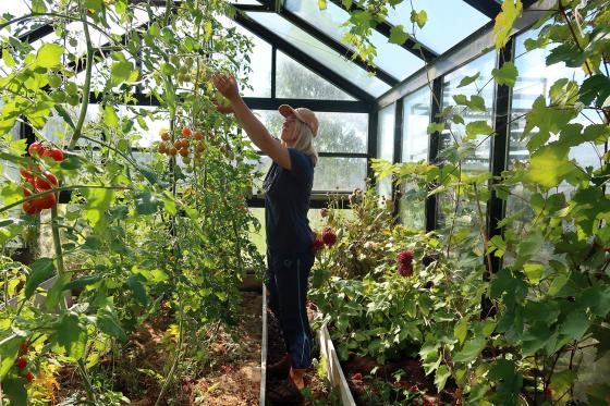 En blonde kvinne plukker tomat i et drivhus.
