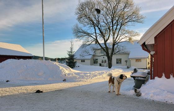 Landskapsbilde av tunet p&aring; Skjerven g&aring;rd i Maridalen, med v&aring;ningsbygg i bakgrunnen, og St. Bernhardshunden som er g&aring;rdshund i forgrunnen.