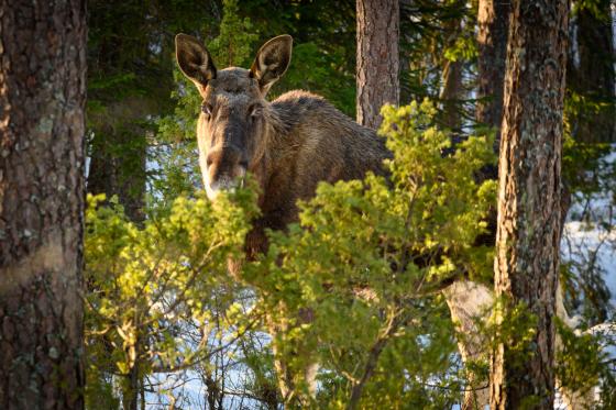 Elg i &Oslash;stmarka