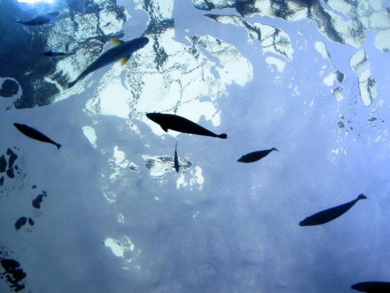 Fisk som sv&oslash;mmer i bl&aring;tt vann