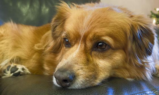 Bildet viser en hund som ligger p&aring; en sort skinnsofa.