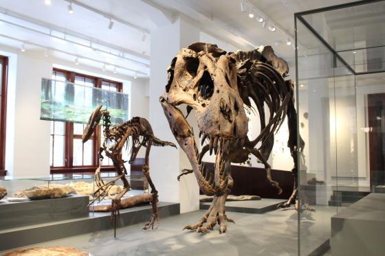 Dinosaurskjelett p&aring; naturhistorisk museum