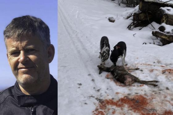 Steinar Berntsen til venstre, og to hunder som spiser p&aring; r&aring;dyr til h&oslash;yre.