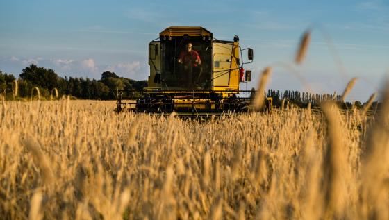 Bildet viser korn p&aring; en g&aring;rd