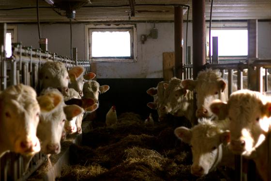 Kuer i en l&aring;ve, st&aring;r i b&aring;ser.