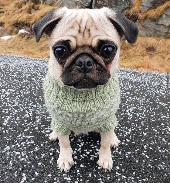 Hunden Mille i gr&oslash;nn genser. 