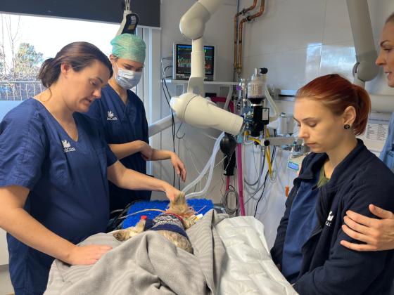 Veterin&aelig;rer i operasjonsrom