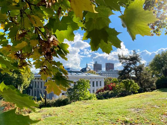 Gr&oslash;nt gress, tr&aelig;r med gule blader i solskinn, bygninger i det fjerne. 