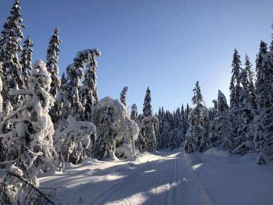 Skil&oslash;ype i oslo