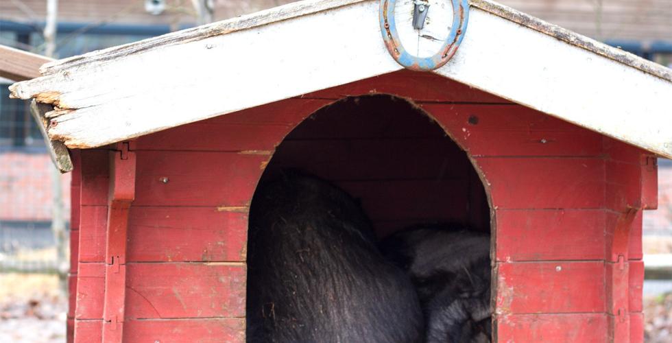 Peppa og Per Grynt i grisehuset sitt