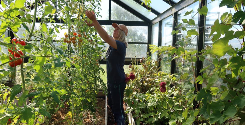 En blonde kvinne plukker tomat i et drivhus.