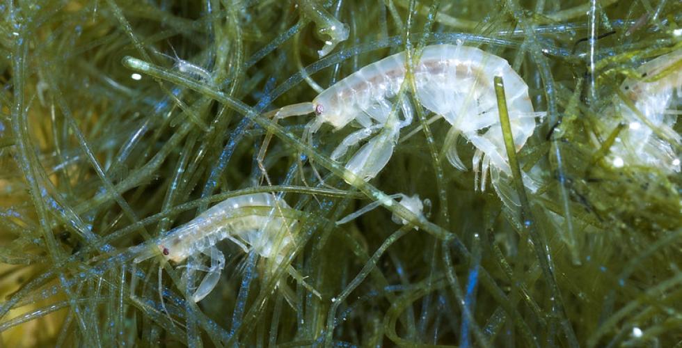 Sm&aring; plankton i havet oppholder seg inni mellom tang.