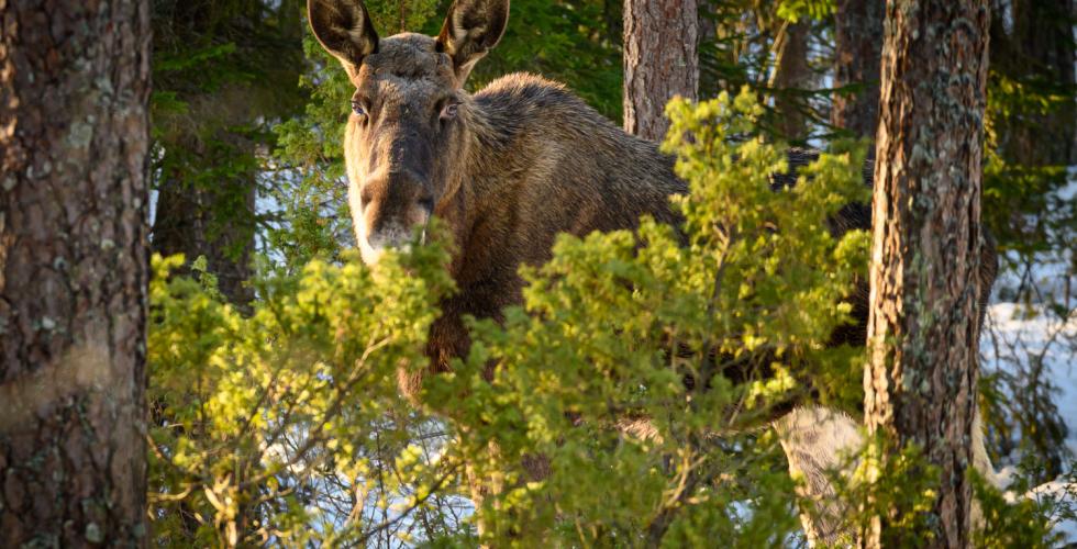 Elg i &Oslash;stmarka