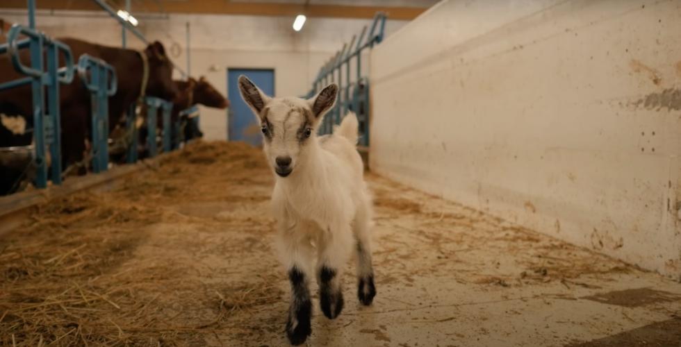 N&aelig;rbilde av en liten hvit geitekilling, liggende p&aring; en seng av h&oslash;y.
